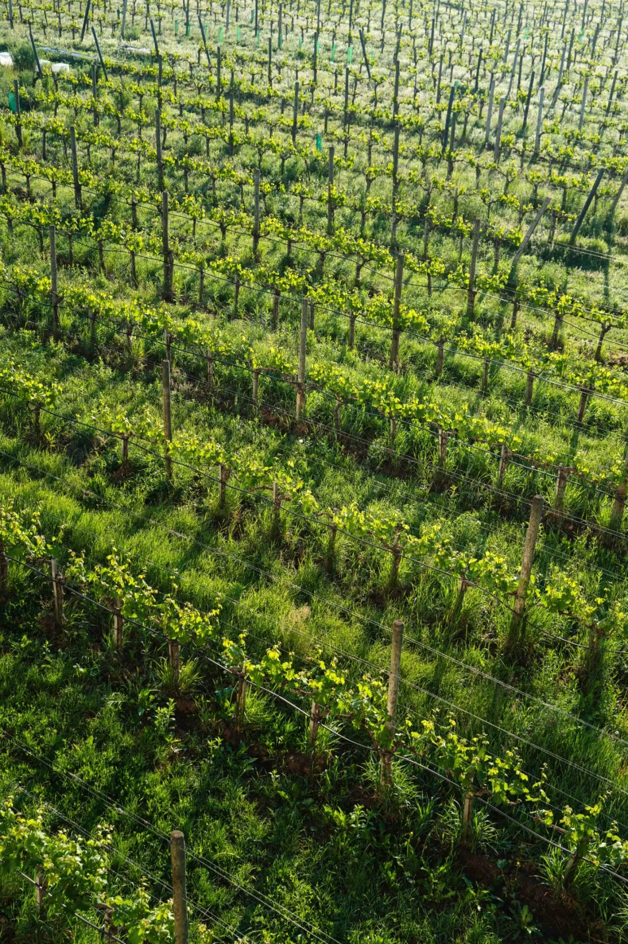 Flug zum Wine & Spa Hotel Loisium Südsteiermark – Bild 9